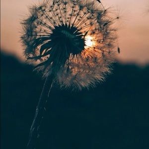 Meet your Posher, Ava